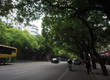 鼓屏路移树全过程