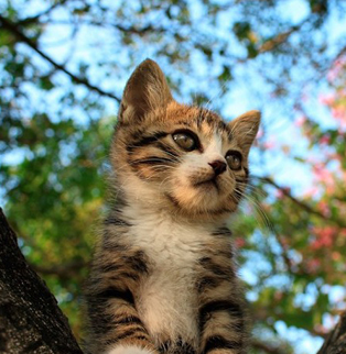 世界上最可爱的仓鼠