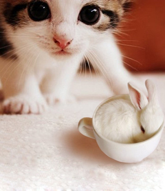 世界上最可爱的动物--猫咪-宠物频道