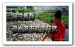 闽江鱼殇