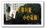芒果可爱 小心采摘