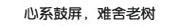 心系鼓屏，难舍古树