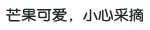芒果可爱 小心采摘