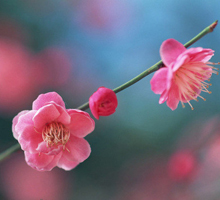 春落梅枝头