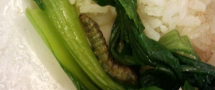 买个青菜 赠送青虫