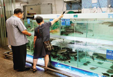 榕水产品批发市场淡水鱼供应正常 价格稳定