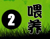 宠物兔的喂养