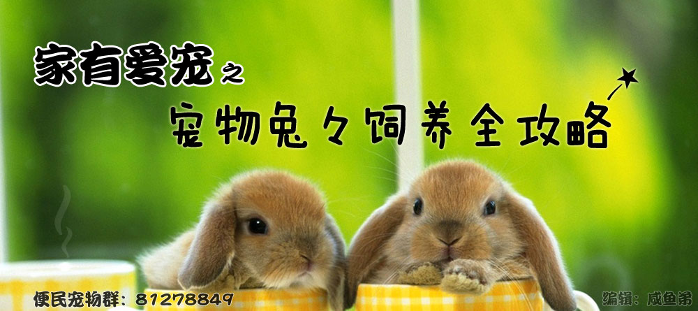 宠物兔兔饲养全攻略