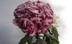 美丽的西湖菊花展
