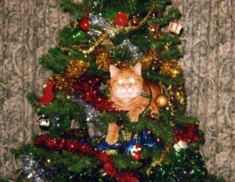现实版猫和老鼠