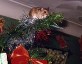 现实版猫和老鼠